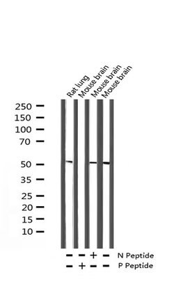 Invitrogen Phospho-MAP2K1/MAP2K2 (Ser218) Polyclonal Antibody 100 &mu;L;