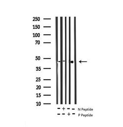Phospho-MAP2K1/MAP2K2 (Ser222) Polyclonal Antibody, Invitrogen 100 &mu;L;