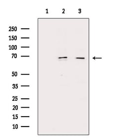 Invitrogen Phospho-NFkB p65 (Ser276) Polyclonal Antibody 100 &mu;L; Unconjugated:Antibodies,