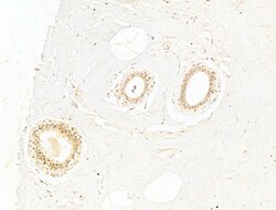 Invitrogen Phospho-NFkB p65 (Ser276) Polyclonal Antibody 100 &mu;L; Unconjugated:Antibodies,