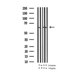 Invitrogen Phospho-NFkB p65 (Ser311) Polyclonal Antibody 100 &mu;L; Unconjugated:Antibodies,