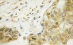 Invitrogen Phospho-NFkB p65 (Ser281) Polyclonal Antibody 100 &mu;L; Unconjugated:Antibodies,