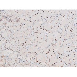 Invitrogen Phospho-NFkB p65 (Ser281) Polyclonal Antibody 100 &mu;L; Unconjugated:Antibodies,