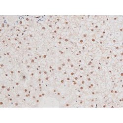 Invitrogen Phospho-NFkB p65 (Ser281) Polyclonal Antibody 100 &mu;L; Unconjugated:Antibodies,