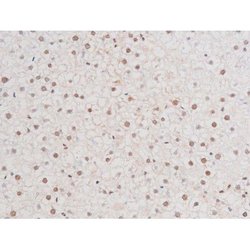 Invitrogen Phospho-NFkB p65 (Ser281) Polyclonal Antibody 100 &mu;L; Unconjugated:Antibodies,