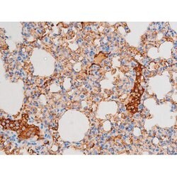 Invitrogen Phospho-Dynamin 1 (Ser774) Polyclonal Antibody 100 &mu;L; Unconjugated:Antibodies,