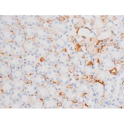 Invitrogen Phospho-Dynamin 1 (Ser774) Polyclonal Antibody 100 &mu;L; Unconjugated:Antibodies,