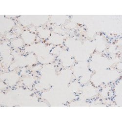 Invitrogen Phospho-Dynamin 1 (Ser774) Polyclonal Antibody 100 &mu;L; Unconjugated:Antibodies,