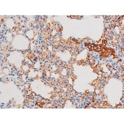 Invitrogen Phospho-Dynamin 1 (Ser774) Polyclonal Antibody 100 &mu;L; Unconjugated:Antibodies,