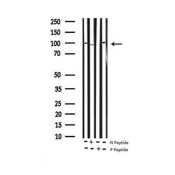 Invitrogen Phospho-Dynamin 1 (Ser774) Polyclonal Antibody 100 &mu;L; Unconjugated:Antibodies,