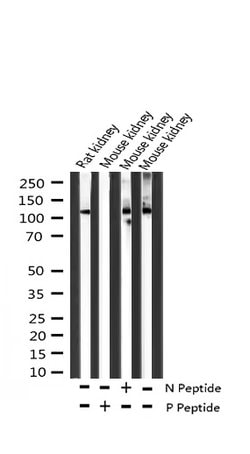 Invitrogen Phospho-FAK (Tyr925) Polyclonal Antibody 100 μL; Unconjugated:Antibodies,