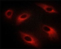 Invitrogen Phospho-PKC zeta (Thr410) Polyclonal Antibody 100 &mu;L; Unconjugated:Antibodies,