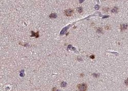 Invitrogen Phospho-PKC zeta (Thr410) Polyclonal Antibody 100 &mu;L; Unconjugated:Antibodies,