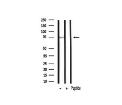 Invitrogen Phospho-PKC zeta (Thr410) Polyclonal Antibody 100 &mu;L; Unconjugated:Antibodies,