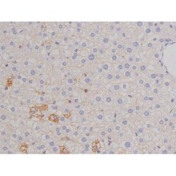 Invitrogen Phospho-Bcl-xL (Thr47) Polyclonal Antibody 100 &mu;L | Buy Online | Invitrogen&trade; | Fisher Scientific