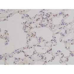 Invitrogen Phospho-Bcl-xL (Thr47) Polyclonal Antibody 100 &mu;L | Buy Online | Invitrogen&trade; | Fisher Scientific
