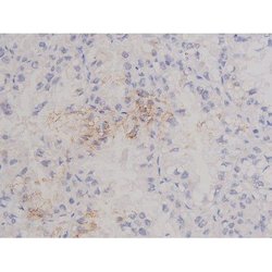 Invitrogen Phospho-Bcl-xL (Thr47) Polyclonal Antibody 100 &mu;L | Buy Online | Invitrogen&trade; | Fisher Scientific