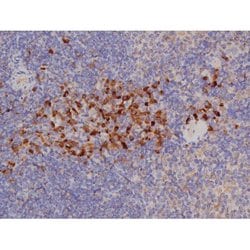 Invitrogen Phospho-Bcl-xL (Thr47) Polyclonal Antibody 100 &mu;L | Buy Online | Invitrogen&trade; | Fisher Scientific