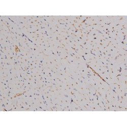 Invitrogen Phospho-Bcl-xL (Thr47) Polyclonal Antibody 100 &mu;L | Buy Online | Invitrogen&trade; | Fisher Scientific