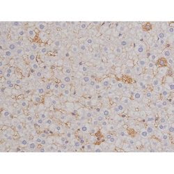 Invitrogen Phospho-Bcl-xL (Thr47) Polyclonal Antibody 100 &mu;L | Buy Online | Invitrogen&trade; | Fisher Scientific
