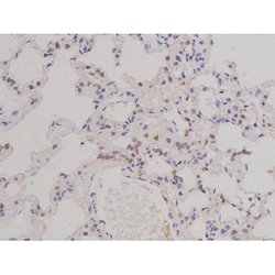 Invitrogen Phospho-Bcl-xL (Thr47) Polyclonal Antibody 100 &mu;L | Buy Online | Invitrogen&trade; | Fisher Scientific