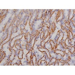 Invitrogen Phospho-Bcl-xL (Thr47) Polyclonal Antibody 100 &mu;L | Buy Online | Invitrogen&trade; | Fisher Scientific