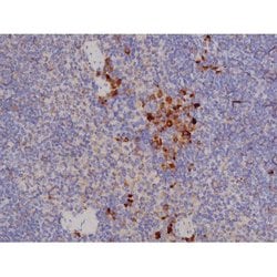 Invitrogen Phospho-Bcl-xL (Thr47) Polyclonal Antibody 100 &mu;L | Buy Online | Invitrogen&trade; | Fisher Scientific