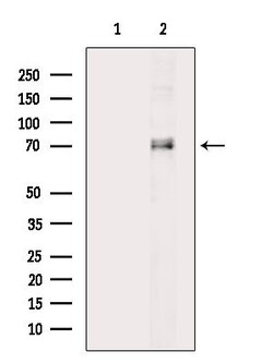 Invitrogen Phospho-FOXO1 (Ser329) Polyclonal Antibody 100 &mu;L; Unconjugated:Antibodies,