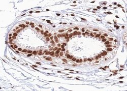Invitrogen Phospho-FOXO1 (Ser329) Polyclonal Antibody 100 &mu;L; Unconjugated:Antibodies,