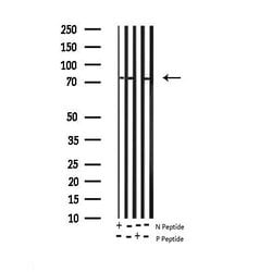 Invitrogen Phospho-FOXO1 (Ser256) Polyclonal Antibody 100 &mu;L; Unconjugated:Antibodies,