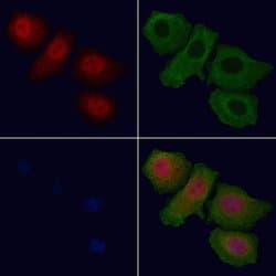 Invitrogen Phospho-FOXO1 (Ser319) Polyclonal Antibody 100 &mu;L; Unconjugated:Antibodies,