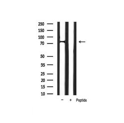 Invitrogen Phospho-FOXO1 (Ser319) Polyclonal Antibody 100 &mu;L; Unconjugated:Antibodies,
