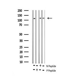 Invitrogen Phospho-NFATC3 (Ser165) Polyclonal Antibody 100 &mu;L; Unconjugated:Antibodies,