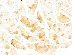 Phospho-Acetyl-CoA Carboxylase (Ser80) Polyclonal Antibody, Invitrogen