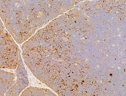 Phospho-Acetyl-CoA Carboxylase (Ser80) Polyclonal Antibody, Invitrogen