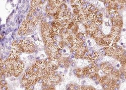 Invitrogen Phospho-PAK1 (Thr212) Polyclonal Antibody 100 μL; Unconjugated:Antibodies,
