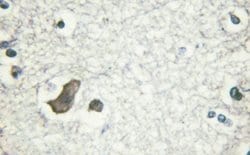 Invitrogen Phospho-NMDAR2B (Tyr1474) Polyclonal Antibody 100 &mu;L; Unconjugated:Antibodies,