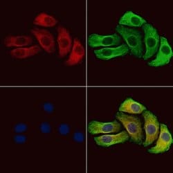 Invitrogen Phospho-G3BP1 (Ser232) Polyclonal Antibody 100 &mu;L; Unconjugated:Antibodies,