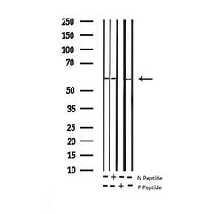 Invitrogen Phospho-G3BP1 (Ser232) Polyclonal Antibody 100 &mu;L; Unconjugated:Antibodies,