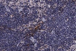 Invitrogen Phospho-PIN1 (Ser16) Polyclonal Antibody 100 μL; Unconjugated:Antibodies,