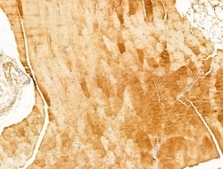 Invitrogen Phospho-CaMKII beta/gamma/delta (Thr287) Polyclonal Antibody