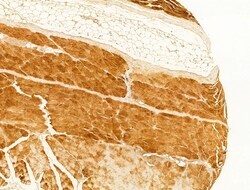 Invitrogen Phospho-CaMKII beta/gamma/delta (Thr287) Polyclonal Antibody