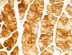 Invitrogen Phospho-CaMKII beta/gamma/delta (Thr287) Polyclonal Antibody