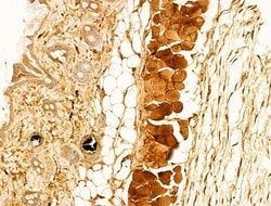 Invitrogen Phospho-CaMKII beta/gamma/delta (Thr287) Polyclonal Antibody