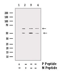 Invitrogen Phospho-CaMKII beta/gamma/delta (Thr287) Polyclonal Antibody