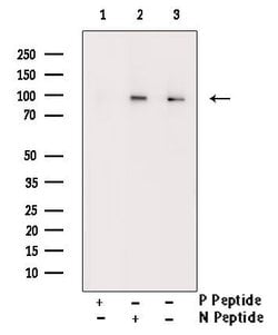 Invitrogen Phospho-KV2.1 (KCNB1) (Ser805) Polyclonal Antibody 100 &mu;L;