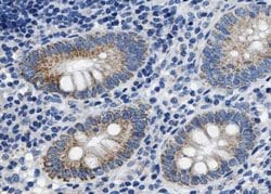Invitrogen Phospho-Caspase 8 (Ser347) Polyclonal Antibody 100 &mu;L; Unconjugated:Antibodies,