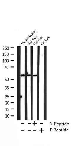 Invitrogen Phospho-Caspase 8 (Ser347) Polyclonal Antibody 100 &mu;L; Unconjugated:Antibodies,