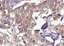 Invitrogen Phospho-IkappaB beta (Ser23) Polyclonal Antibody 100 &mu;L;