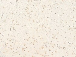 Invitrogen Phospho-SMAD2 (Ser467) Polyclonal Antibody 100 &mu;L; Unconjugated:Antibodies,